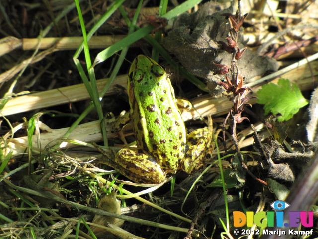 SX24012 Frog in Biesbosch